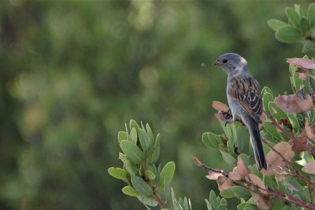 Black-chinned Sparrow - ML517156631