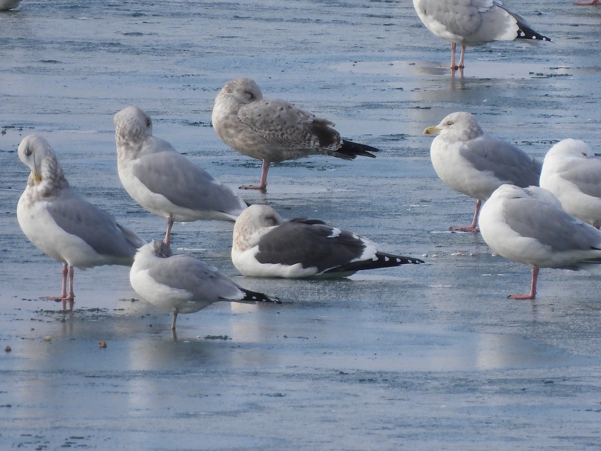 Slaty-backed Gull - Haley Harris