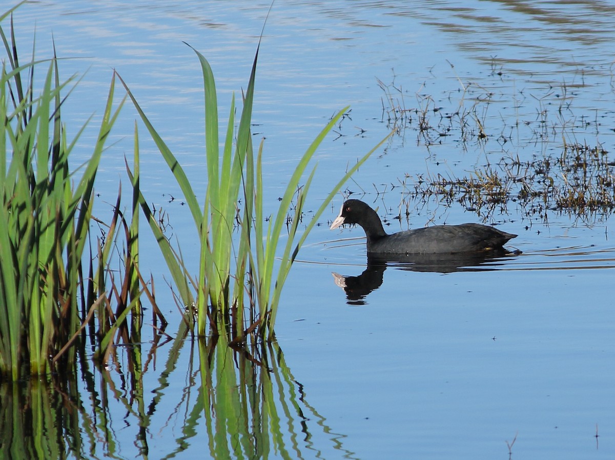 Eurasian Coot - ML517157051