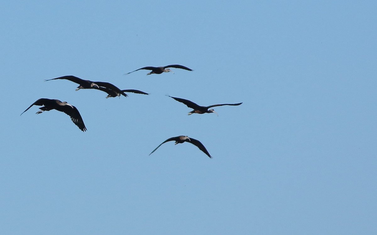 ibis hnědý - ML517157201