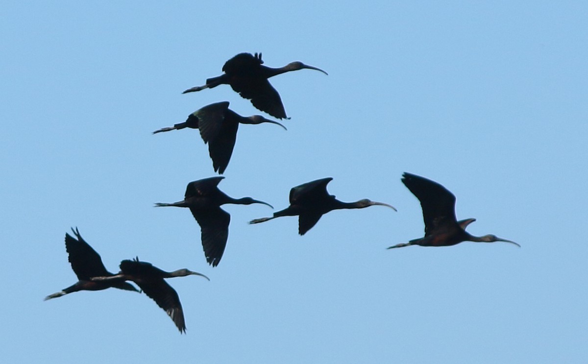 Glossy Ibis - ML517157211