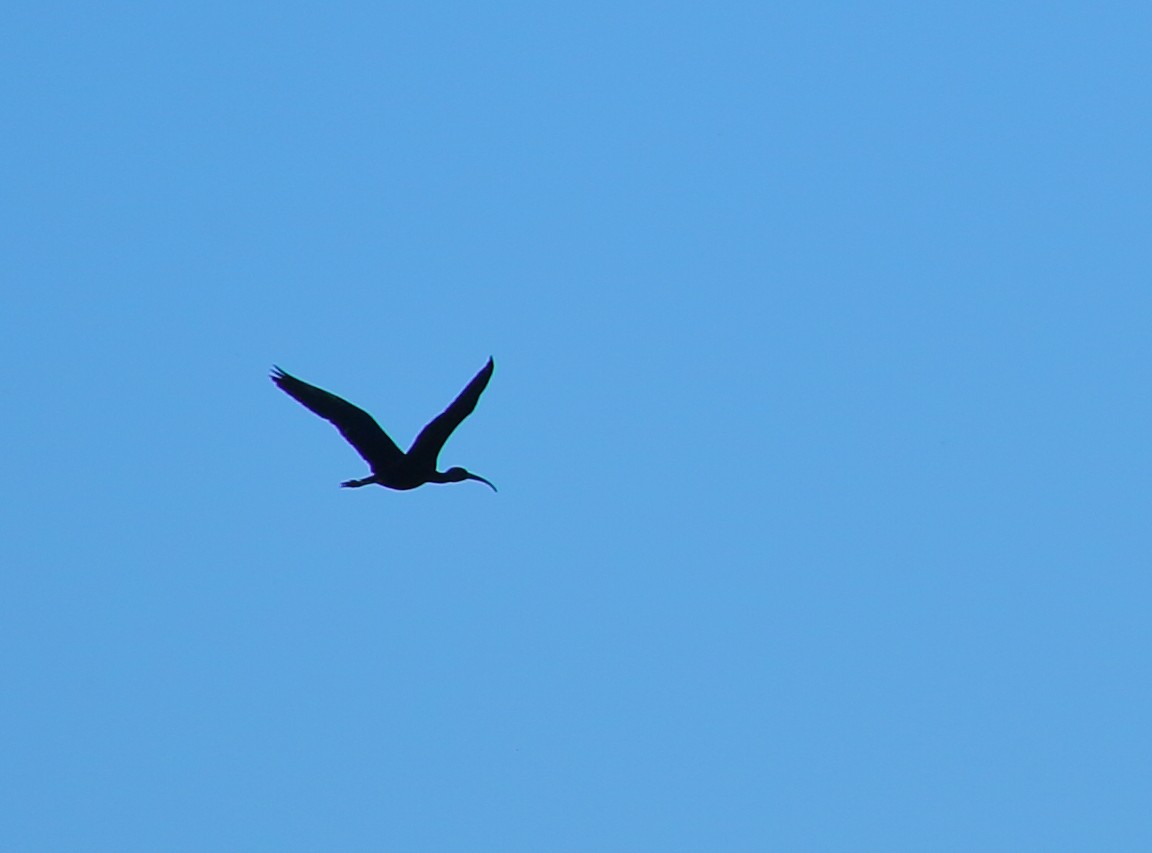 Glossy Ibis - ML517157221