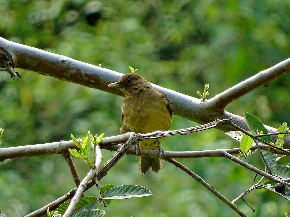 Clay-colored Thrush - ML51715731