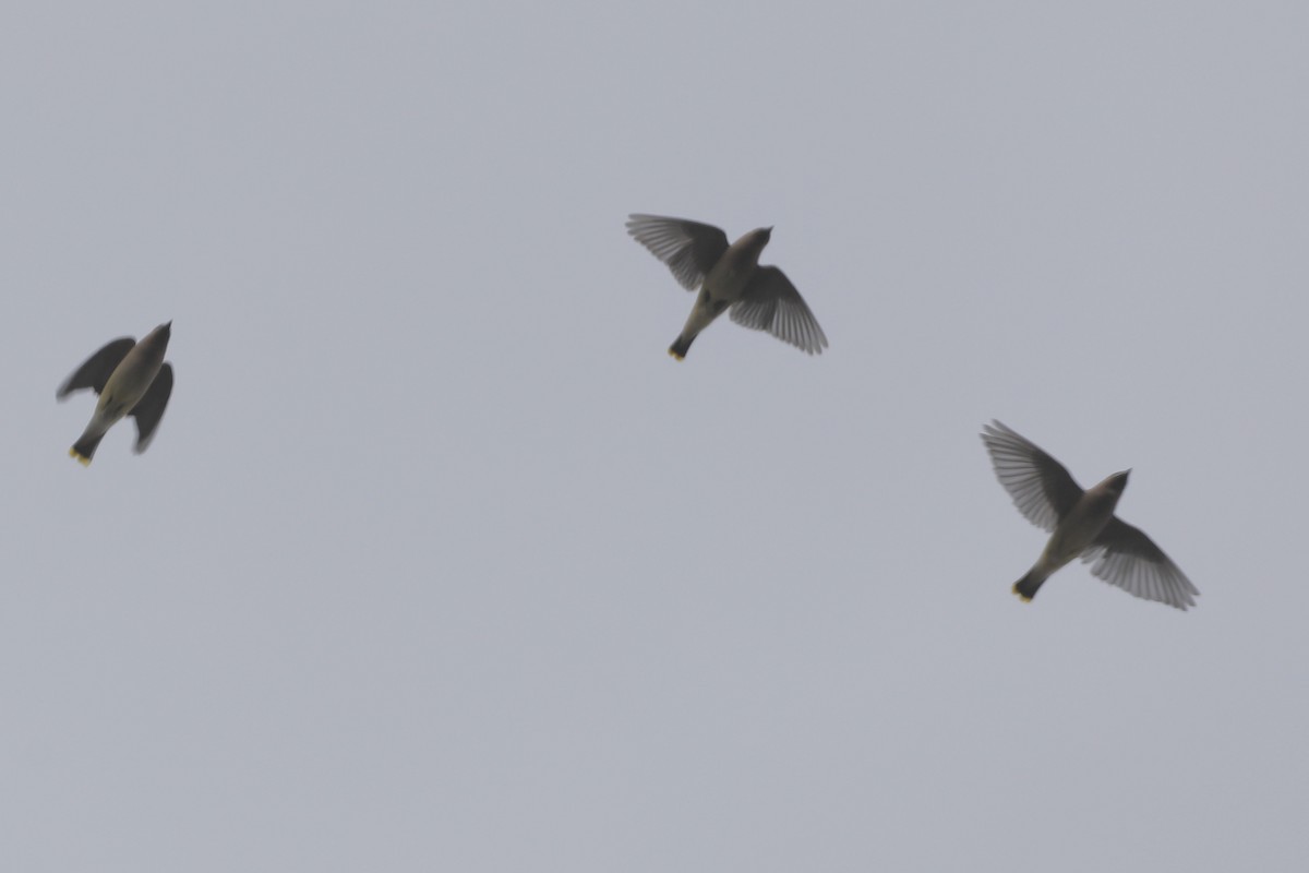 Cedar Waxwing - ML517157361