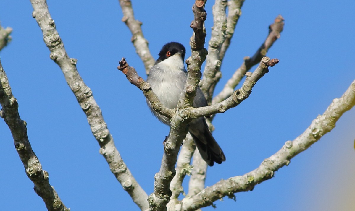 Curruca Cabecinegra - ML517157541