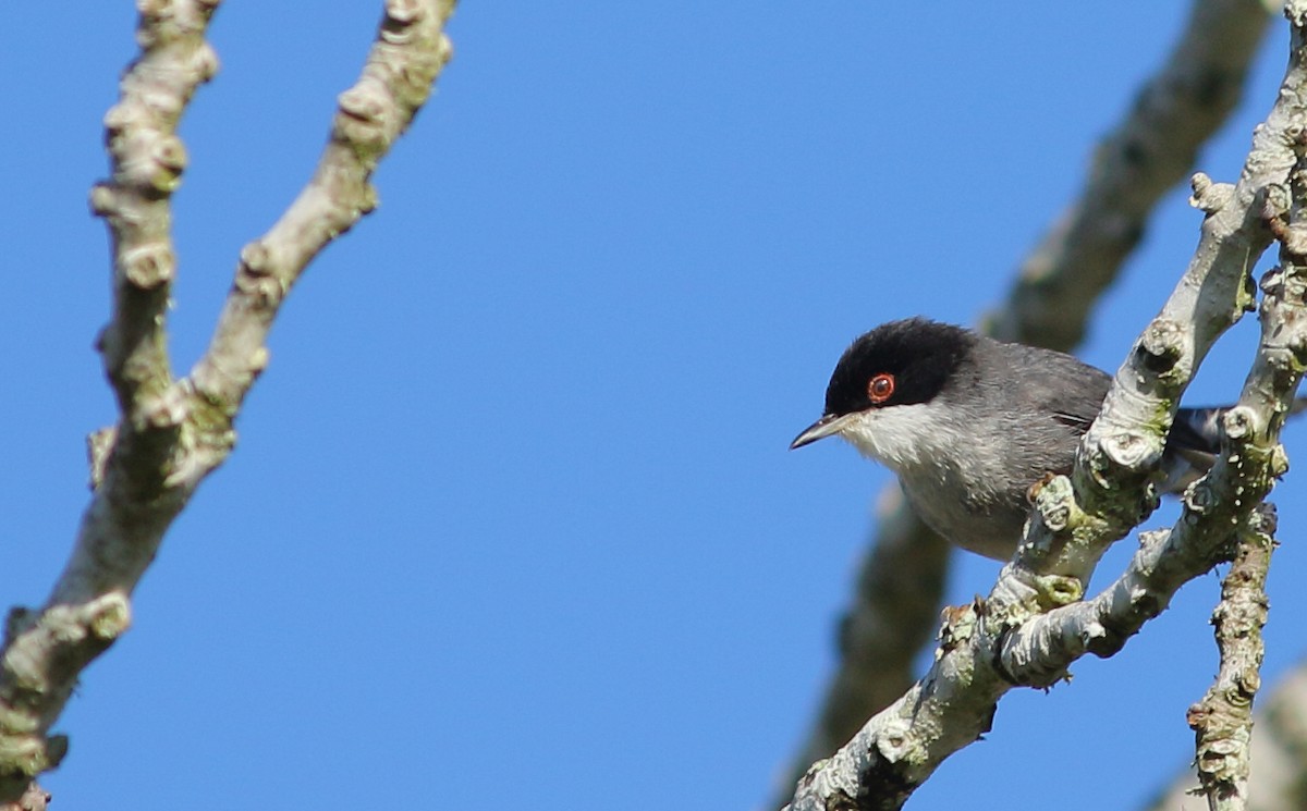 Sardinian Warbler - ML517157591