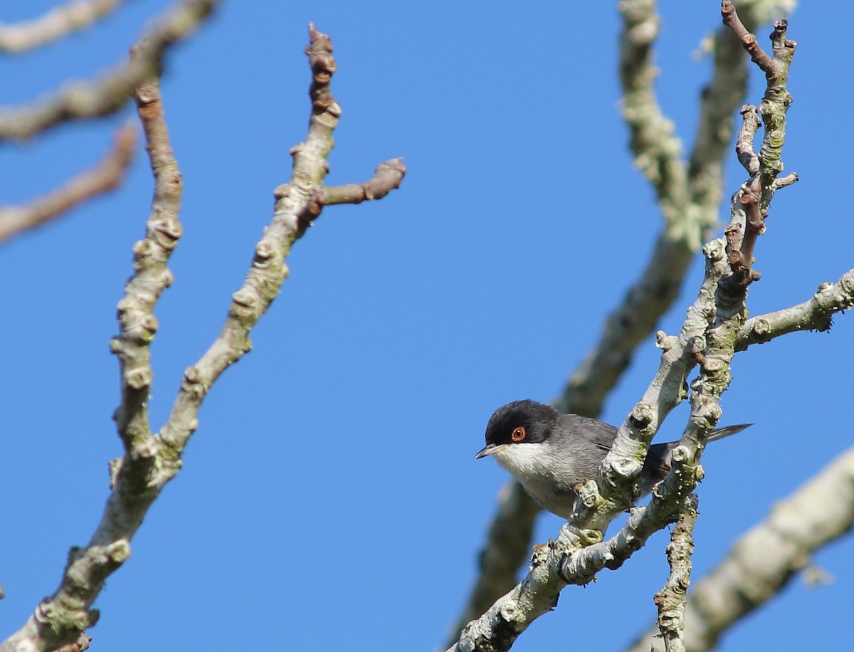 Sardinian Warbler - ML517157601