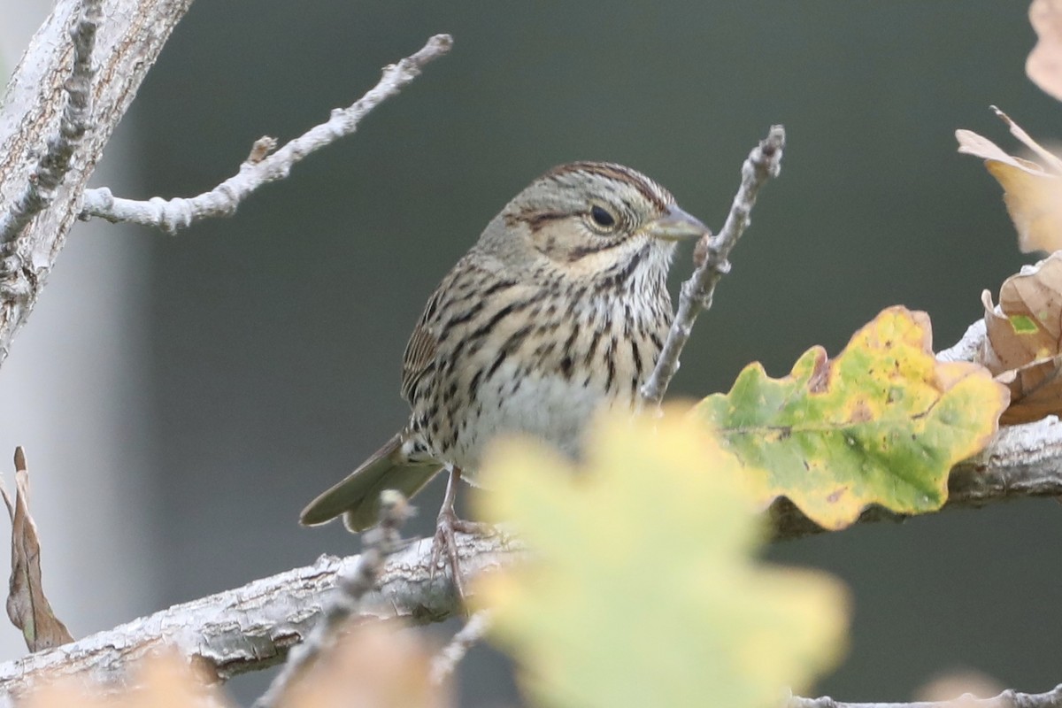 Lincoln's Sparrow - ML517157731