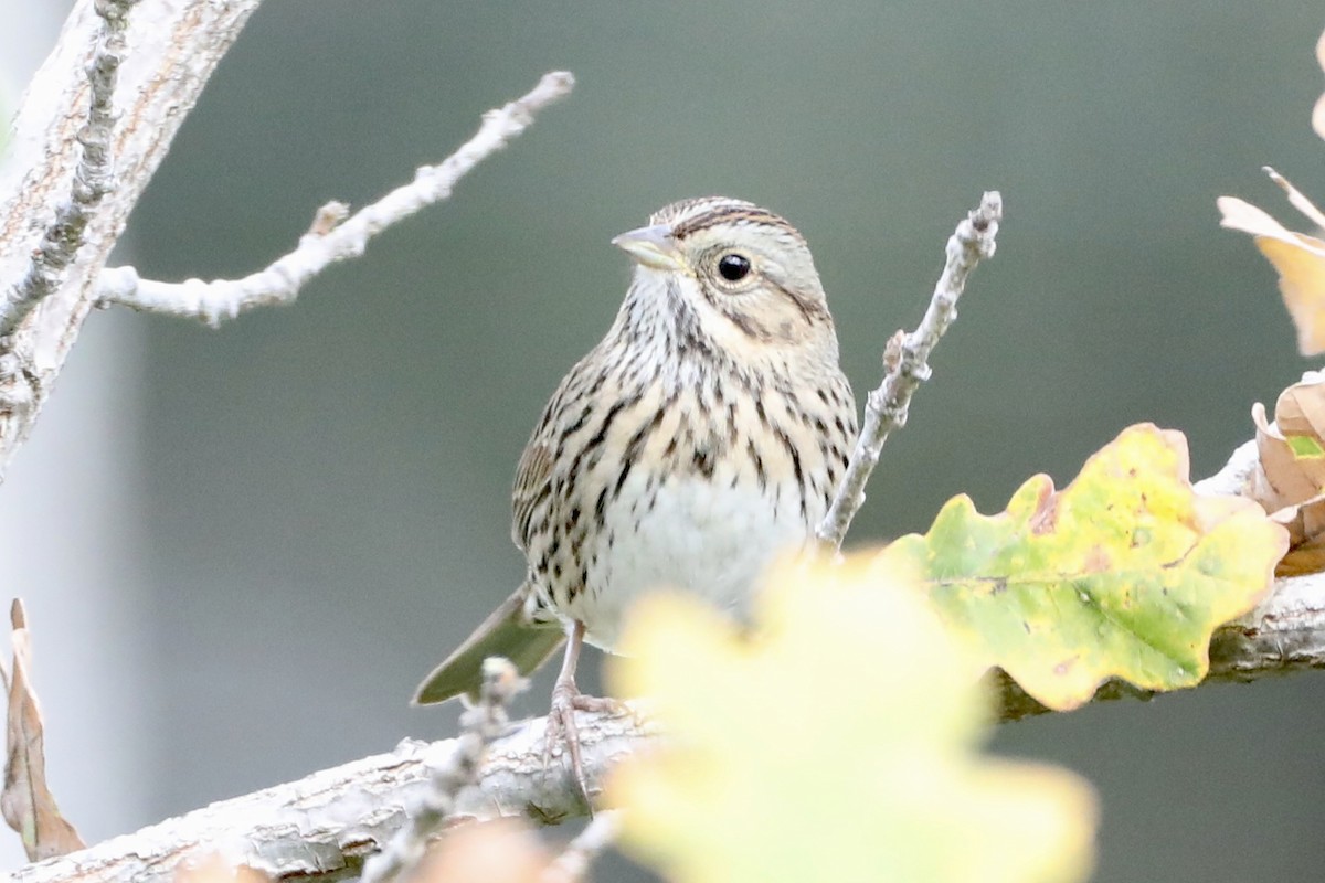 Lincoln's Sparrow - ML517157741