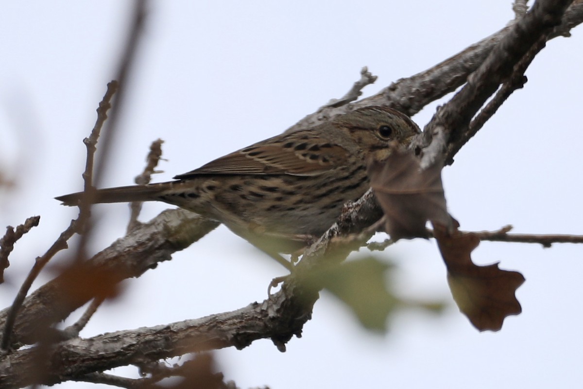 Lincoln's Sparrow - ML517157751