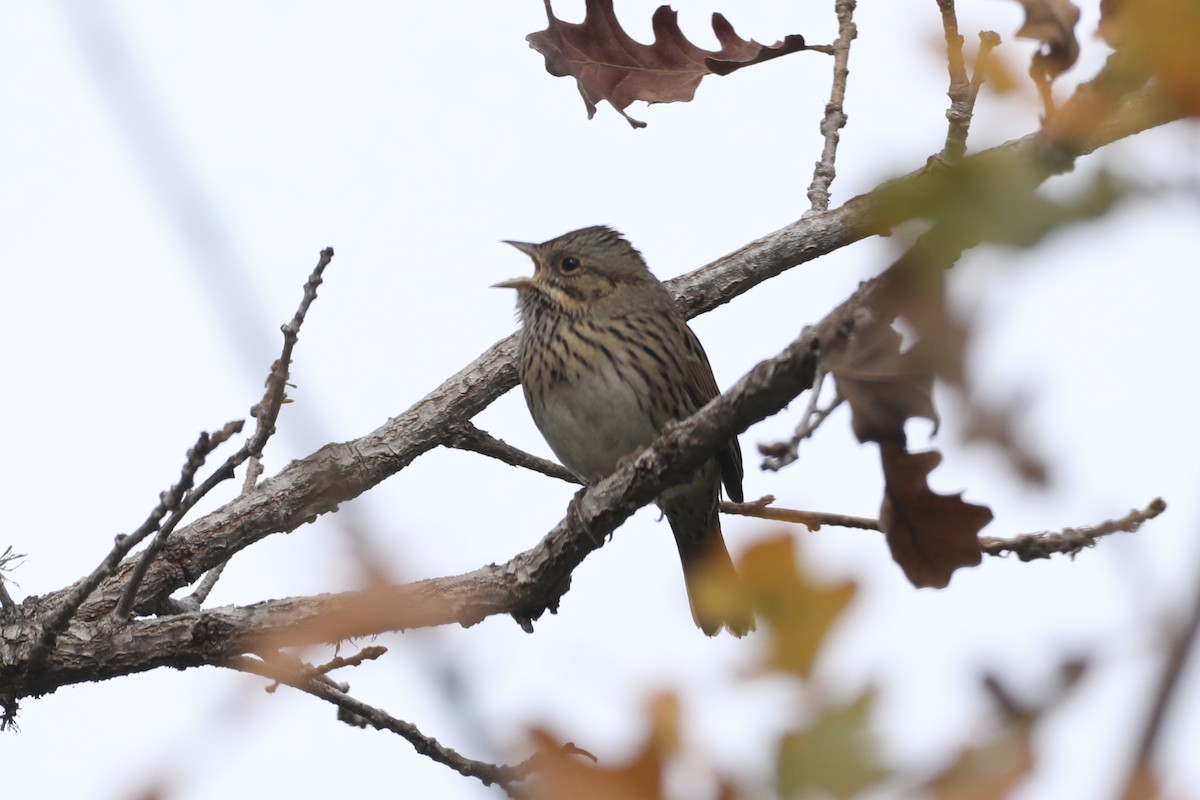 Lincoln's Sparrow - ML517157761