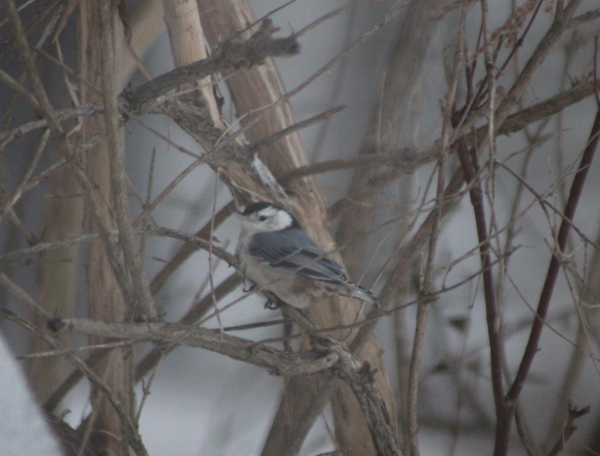 White-breasted Nuthatch - ML517157971