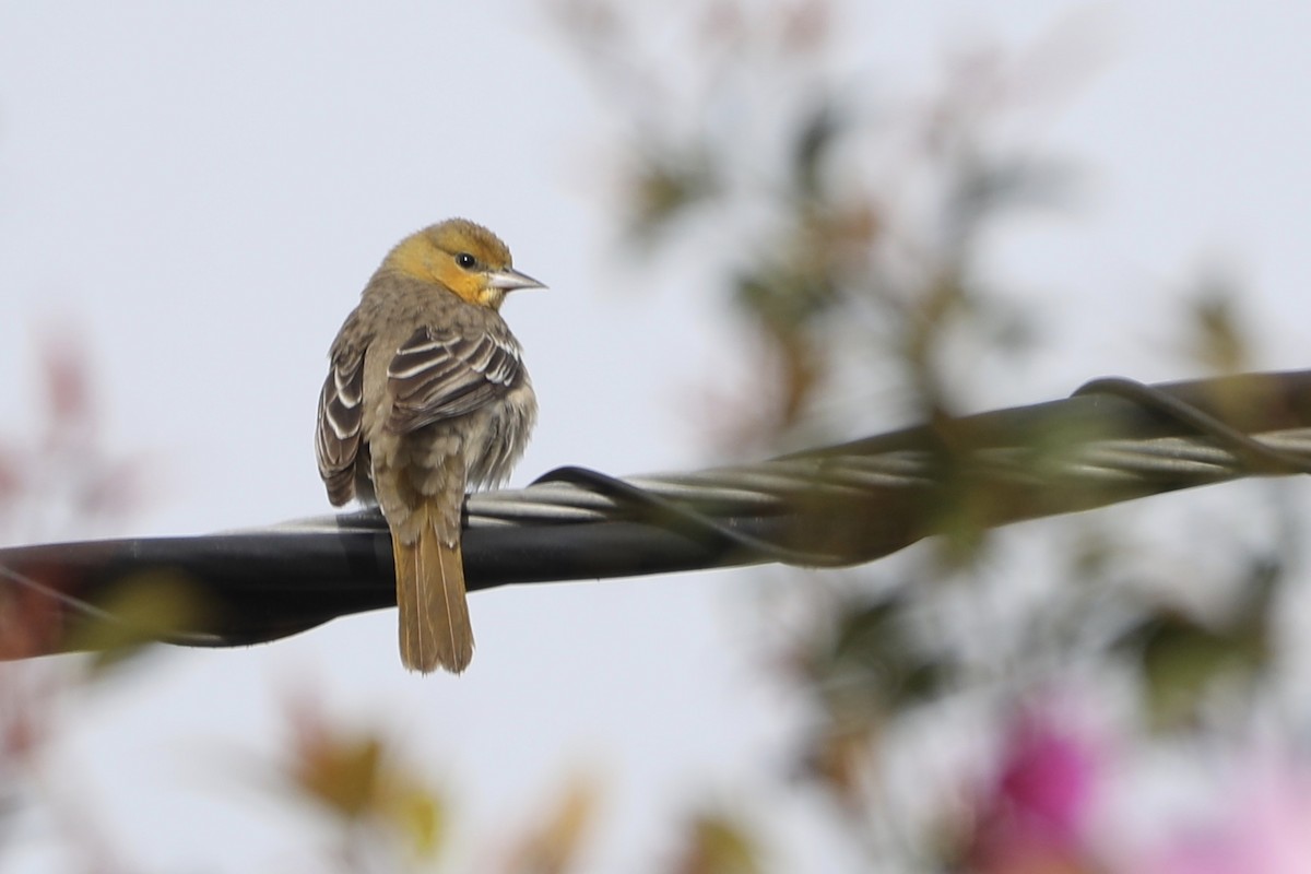 Bullock's Oriole - ML517158271