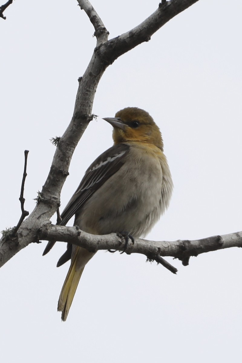 Bullock's Oriole - ML517158281