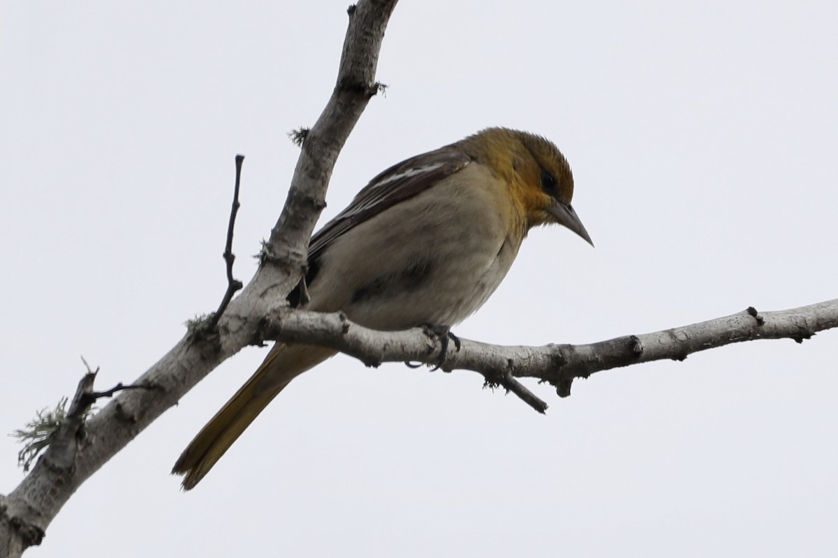 Bullock's Oriole - ML517158291