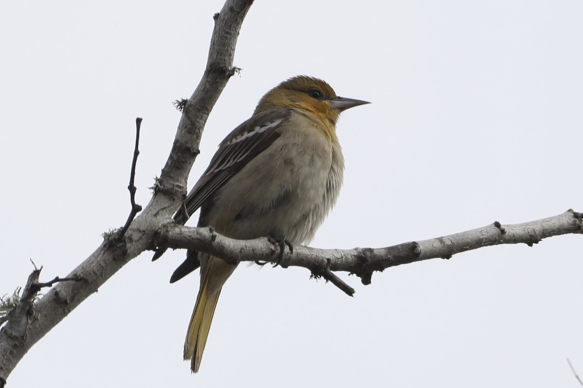 Bullock's Oriole - ML517158301