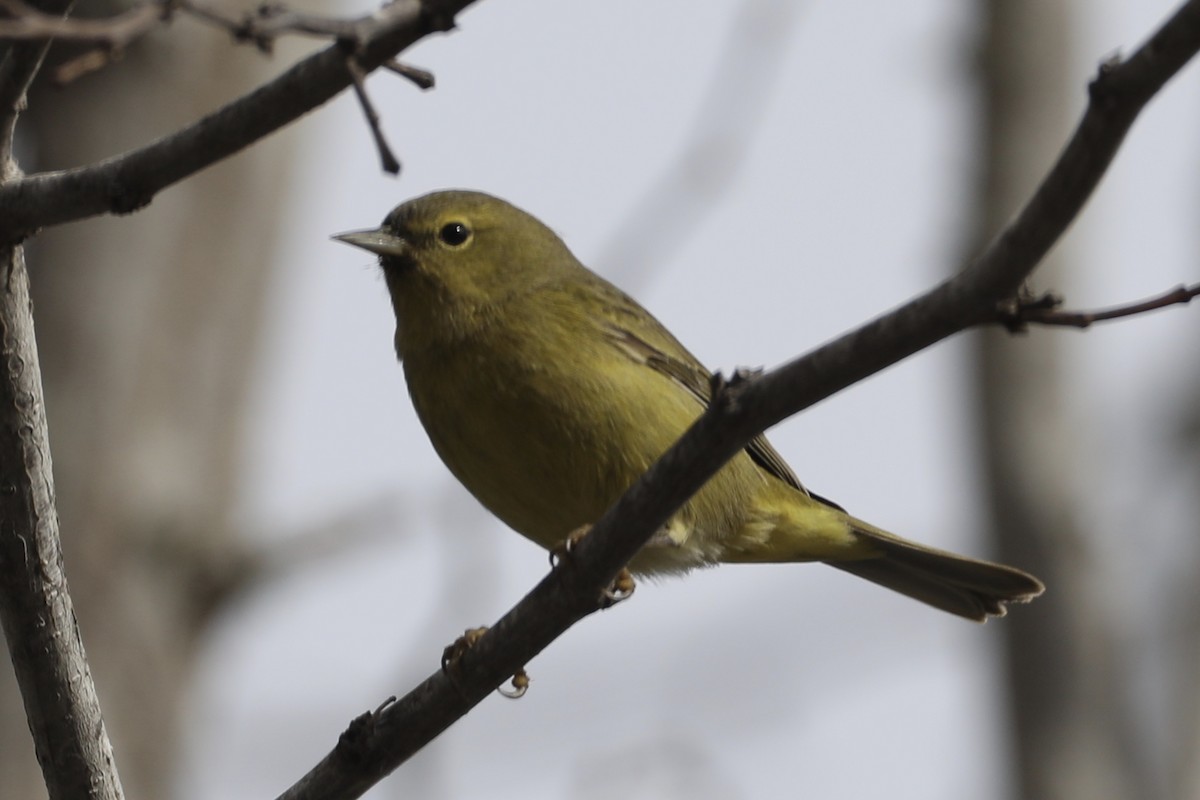 Orange-crowned Warbler (lutescens) - ML517158411
