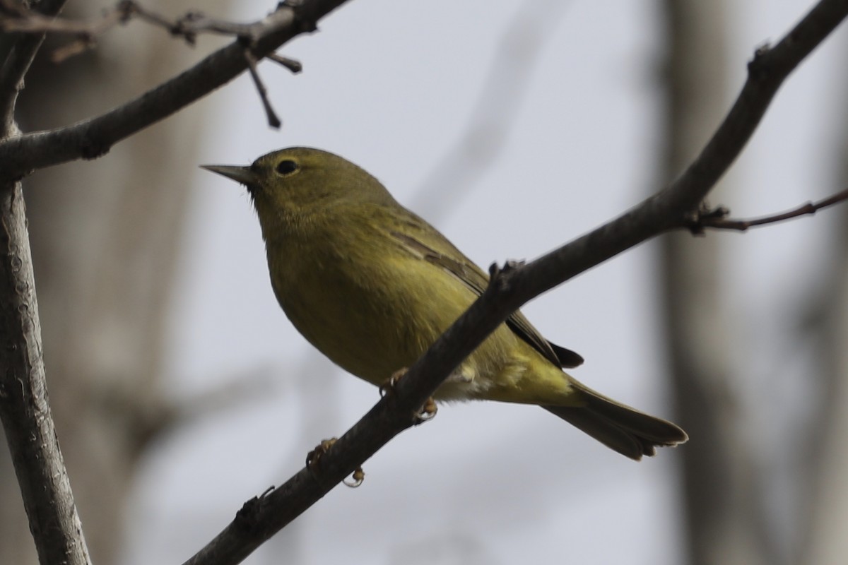 Orange-crowned Warbler (lutescens) - ML517158421