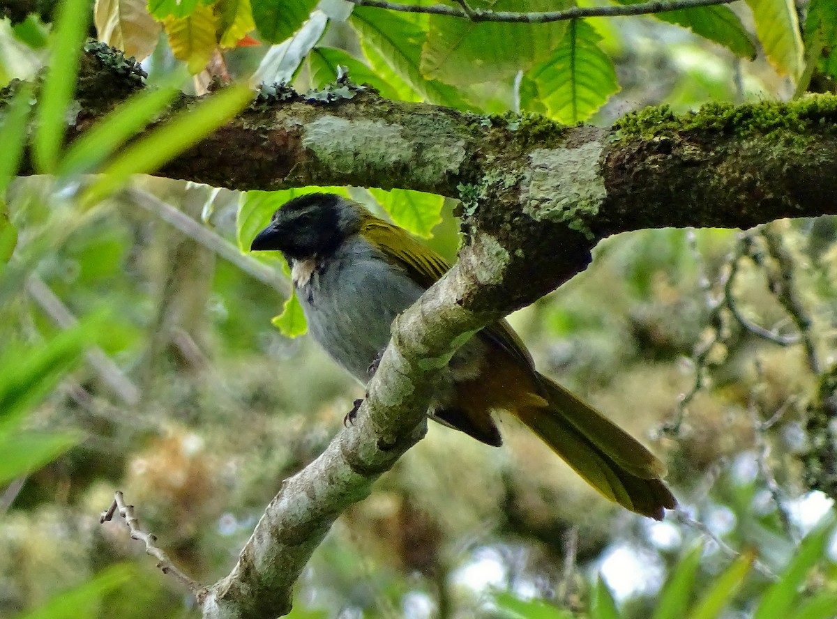 Black-headed Saltator - Alfonso Auerbach