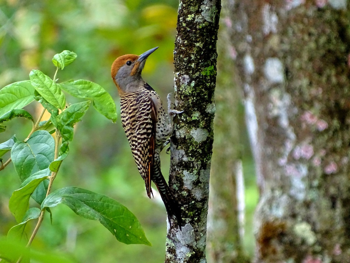 Northern Flicker (Guatemalan) - ML51716081