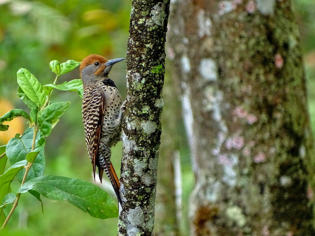 Guatemalan Flicker - ML51716131