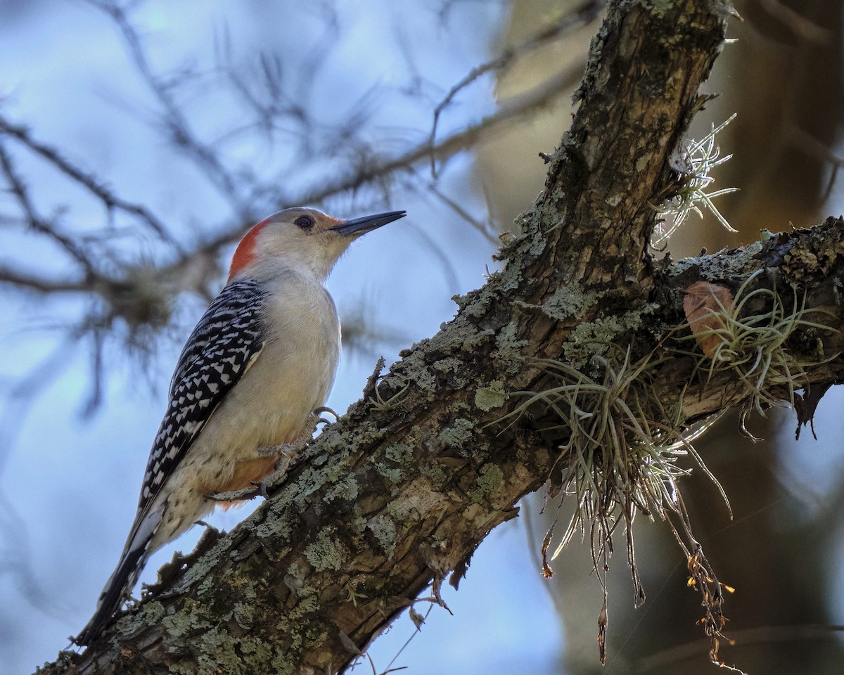 Red-bellied Woodpecker - ML517161441