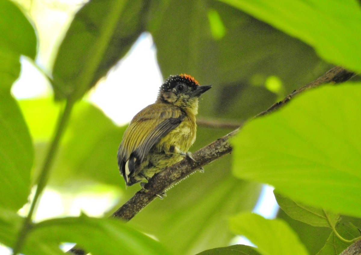Olivaceous Piculet - ML517161611