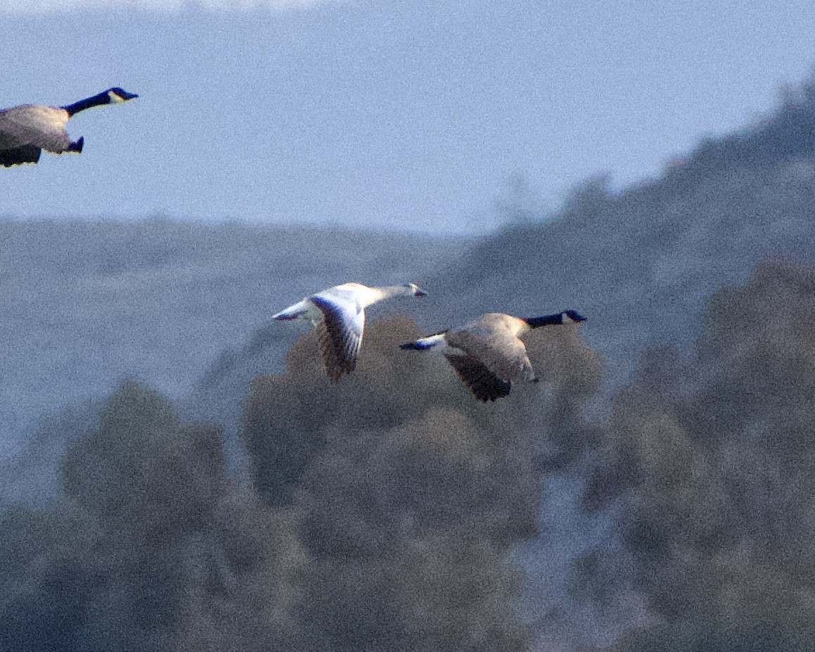 Snow Goose - ML517162371