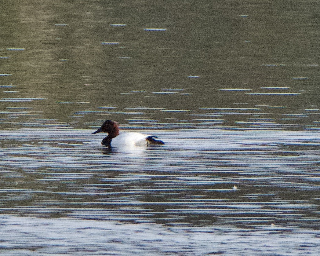 Canvasback - ML517162461