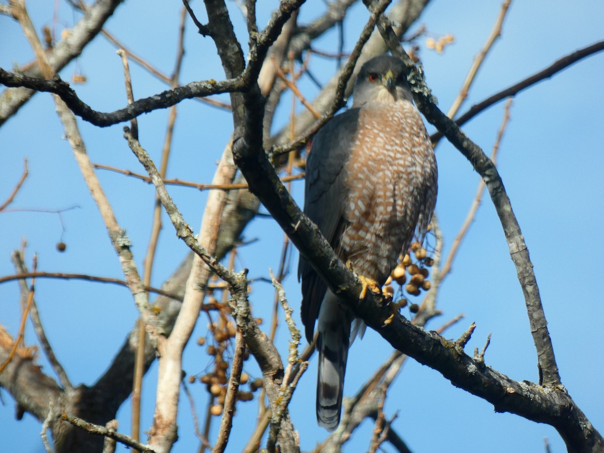 Cooper's Hawk - ML517164281