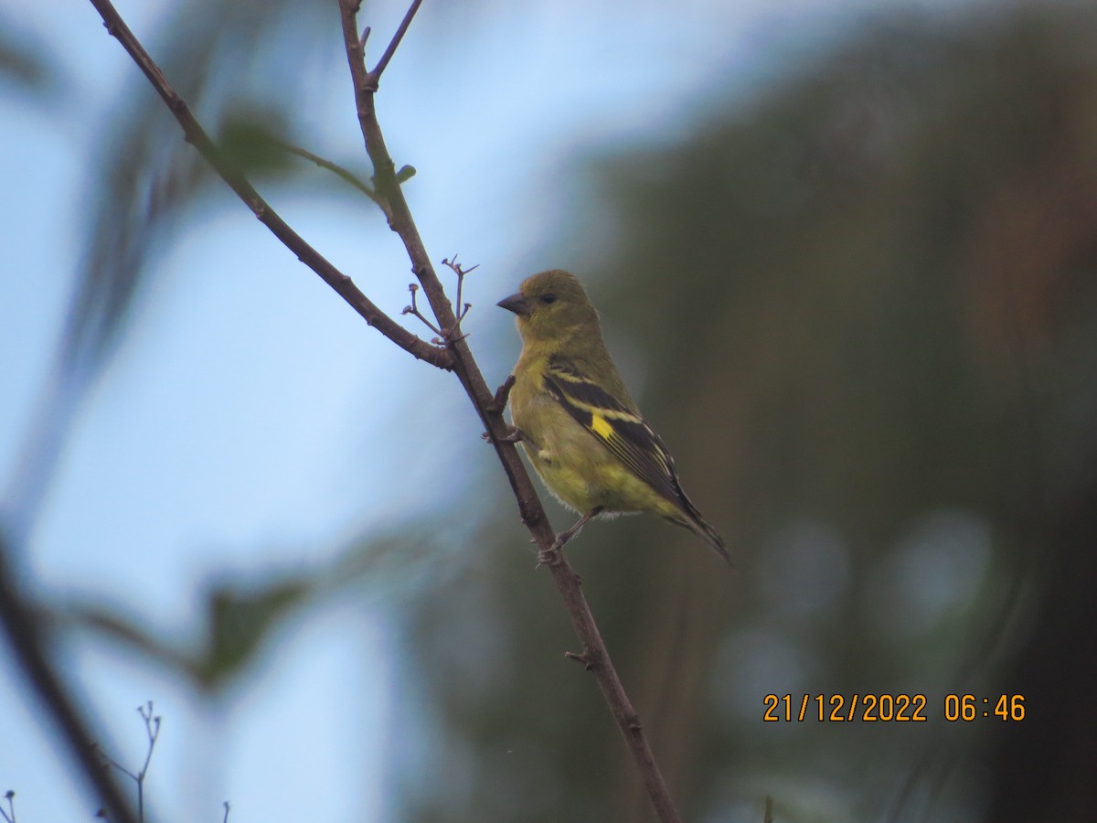 Hooded Siskin - Anonymous