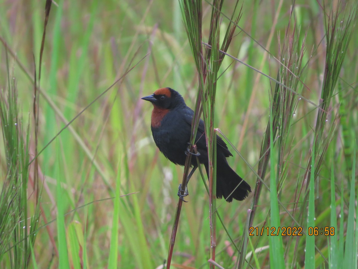 Chestnut-capped Blackbird - ML517165581