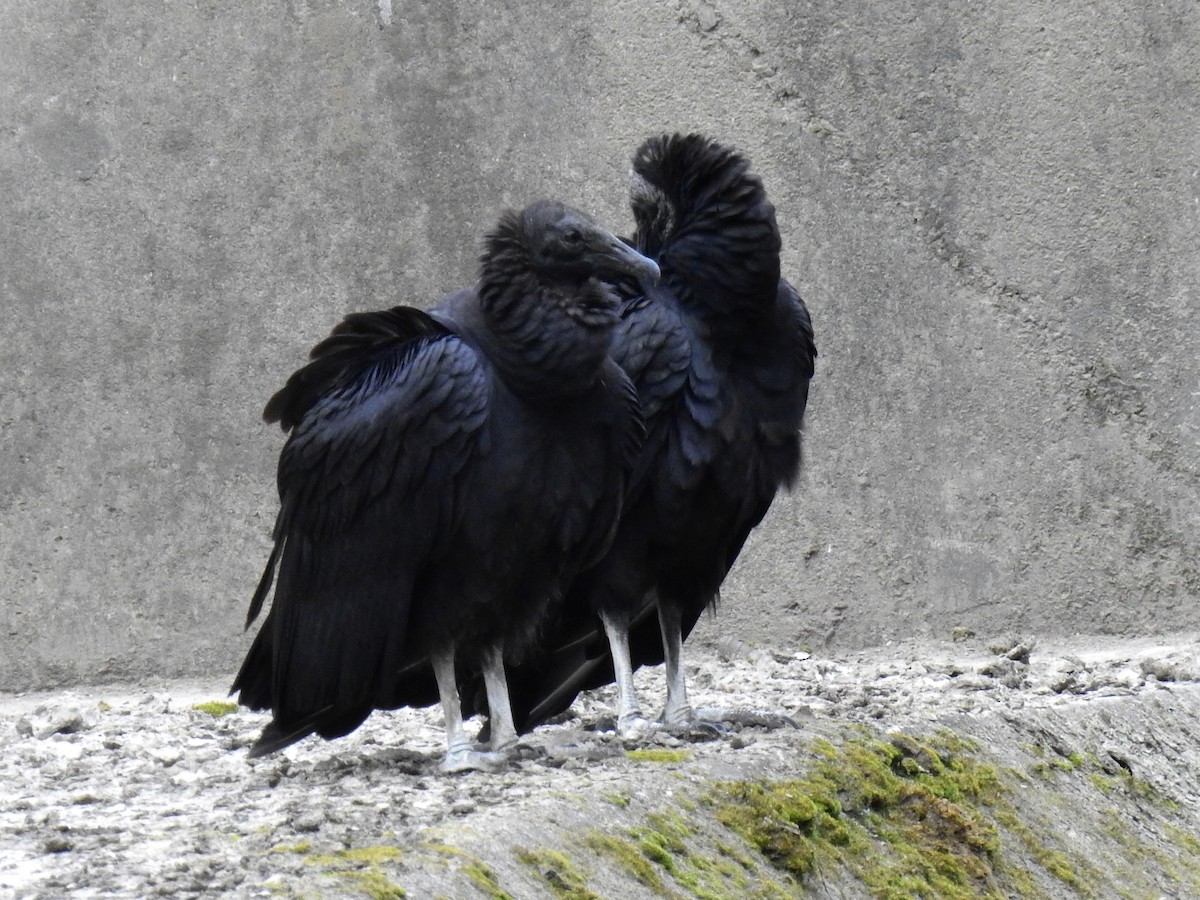 Black Vulture - ML517165771