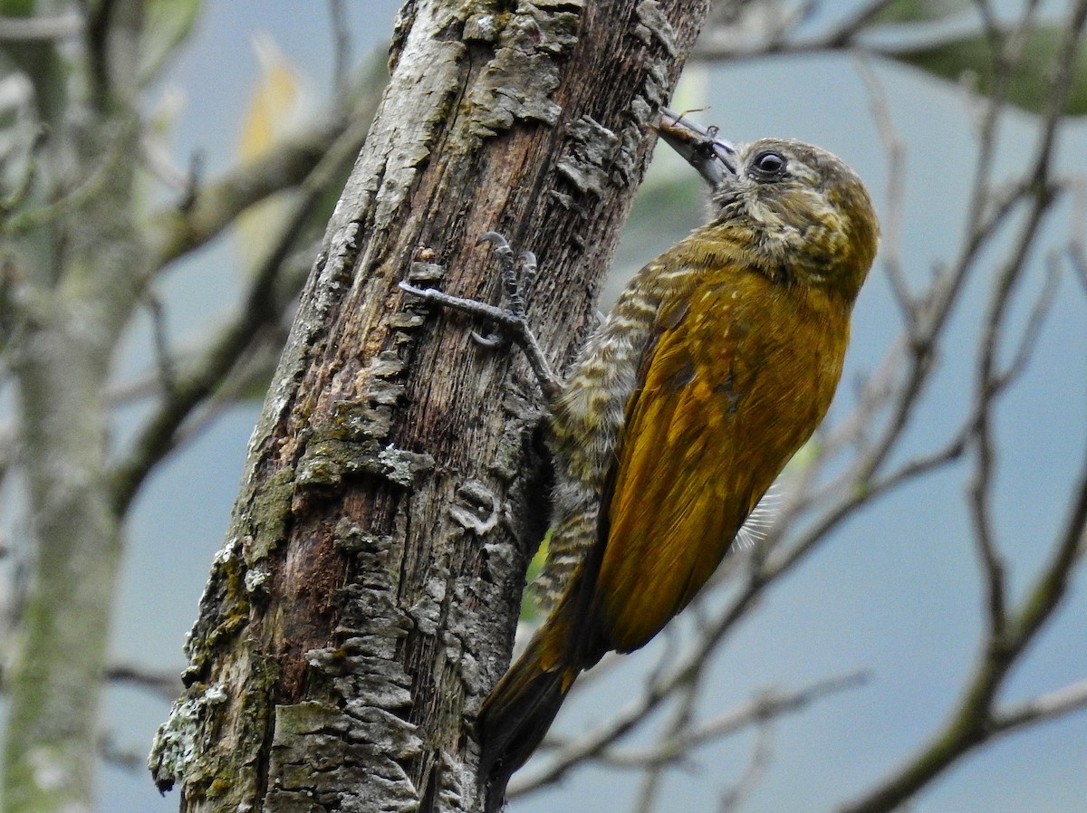 Little Woodpecker - Esteban Poveda