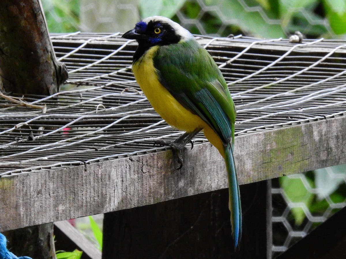 Green Jay - ML517166161