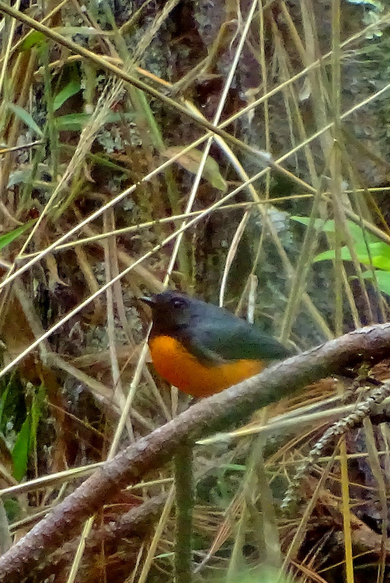 Slate-throated Redstart - ML51716671