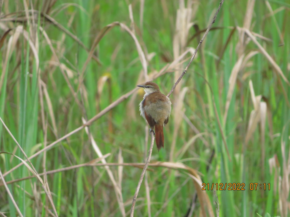 Yellow-chinned Spinetail - ML517166941