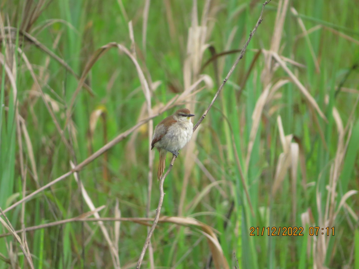 Yellow-chinned Spinetail - ML517166951