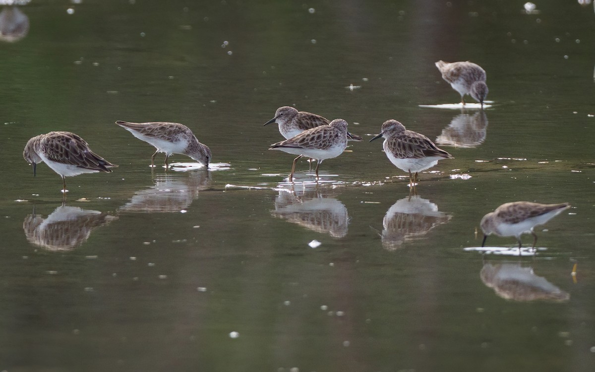 Least Sandpiper - ML517167251