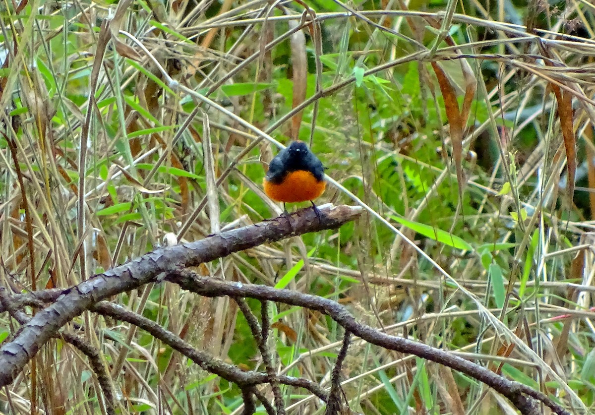 Slate-throated Redstart - ML51716841