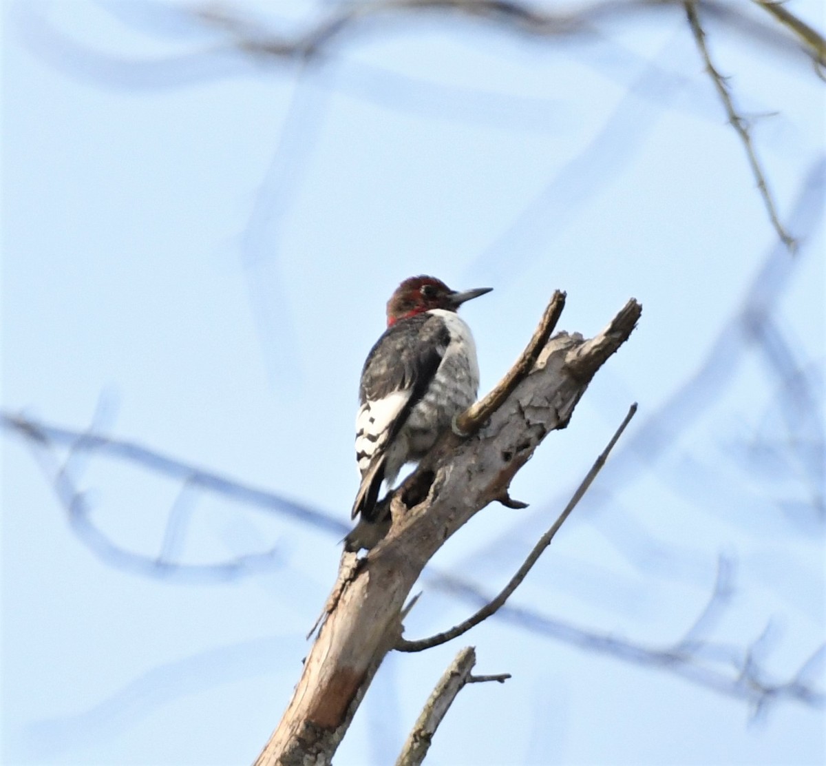 Red-headed Woodpecker - ML517168631