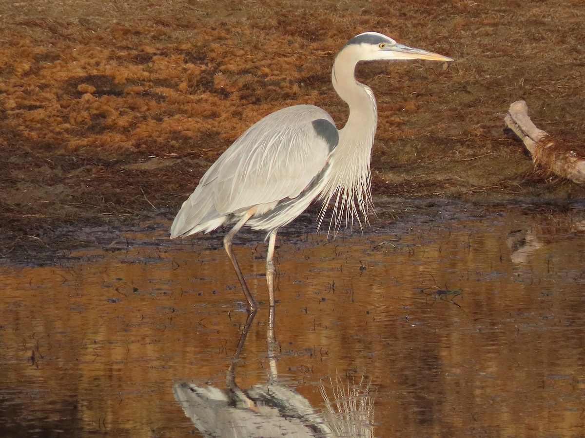 Great Blue Heron - Anne (Webster) Leight