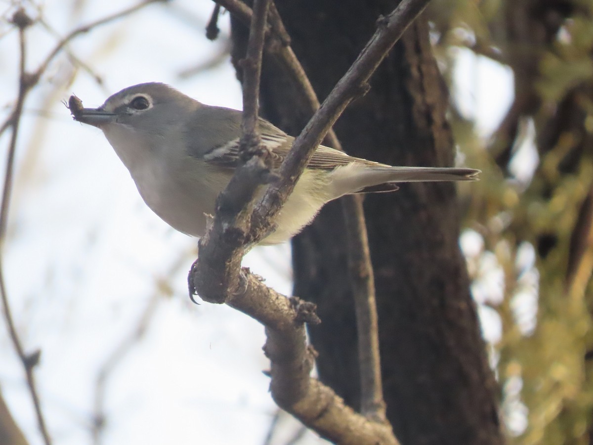 Cassin's Vireo - Anne (Webster) Leight