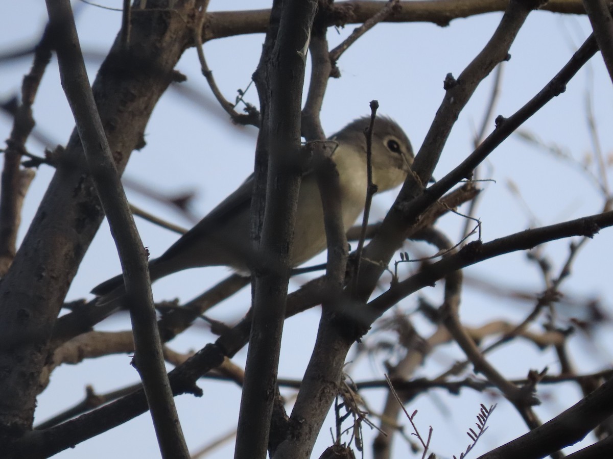 Cassin's Vireo - ML517170751