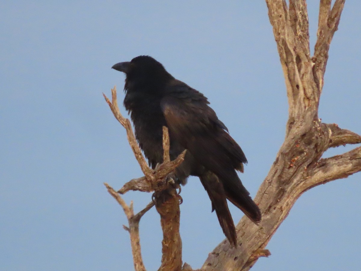 Common Raven - ML517170841