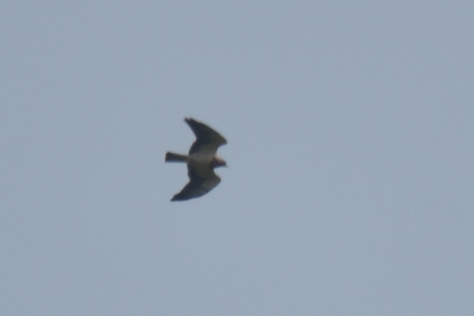 Swainson's Hawk - ML517171061