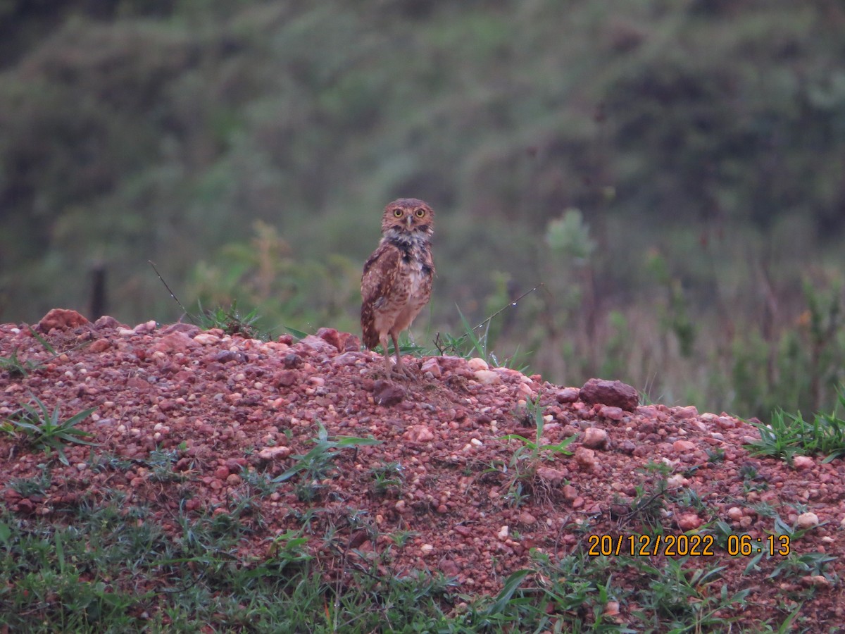 Burrowing Owl - ML517171161