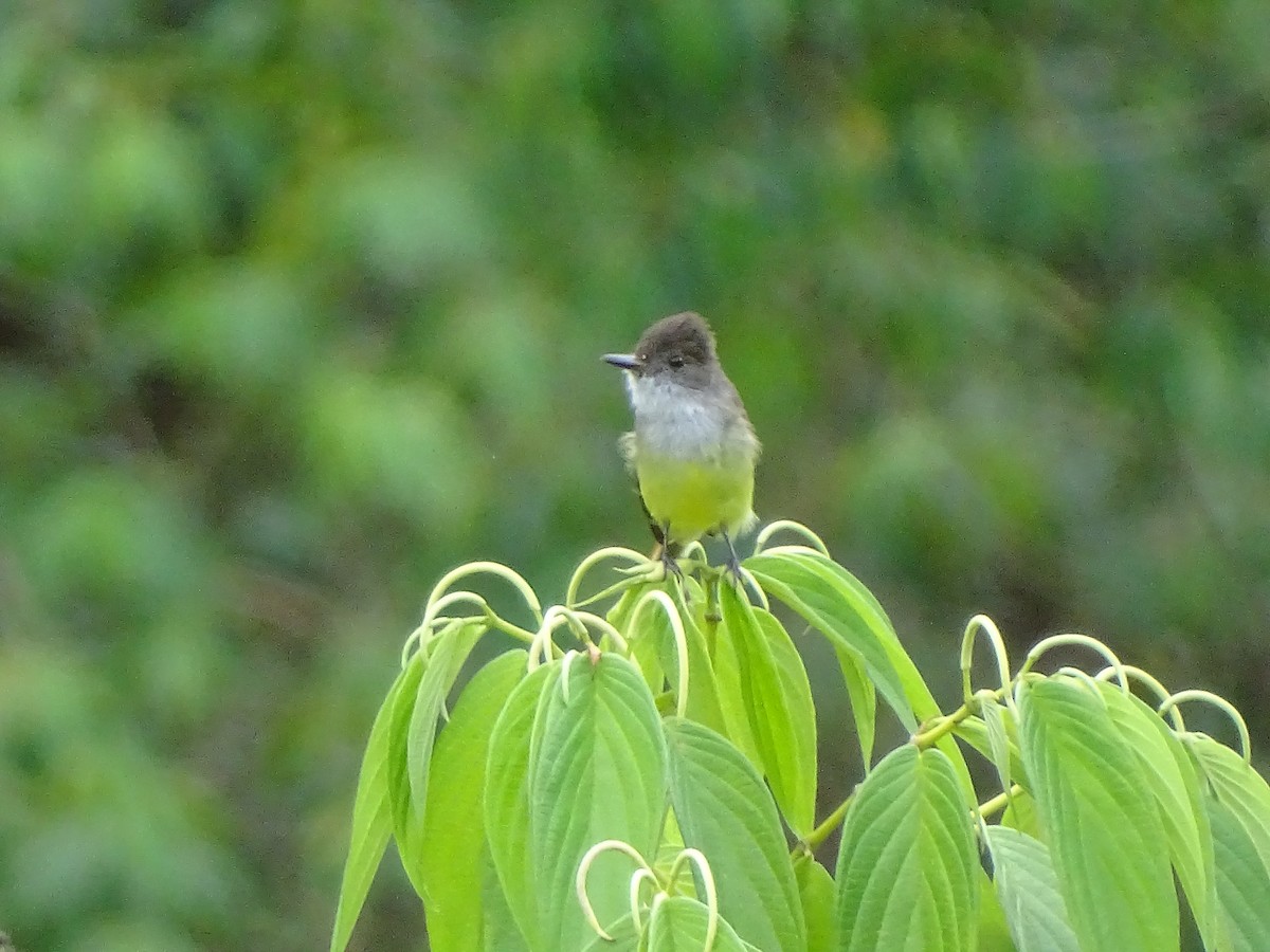 Dusky-capped Flycatcher - ML51717221