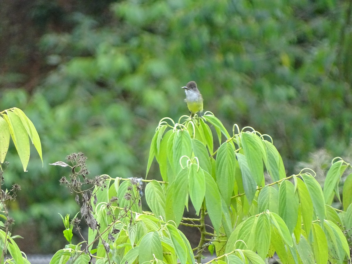 Dusky-capped Flycatcher - ML51717261