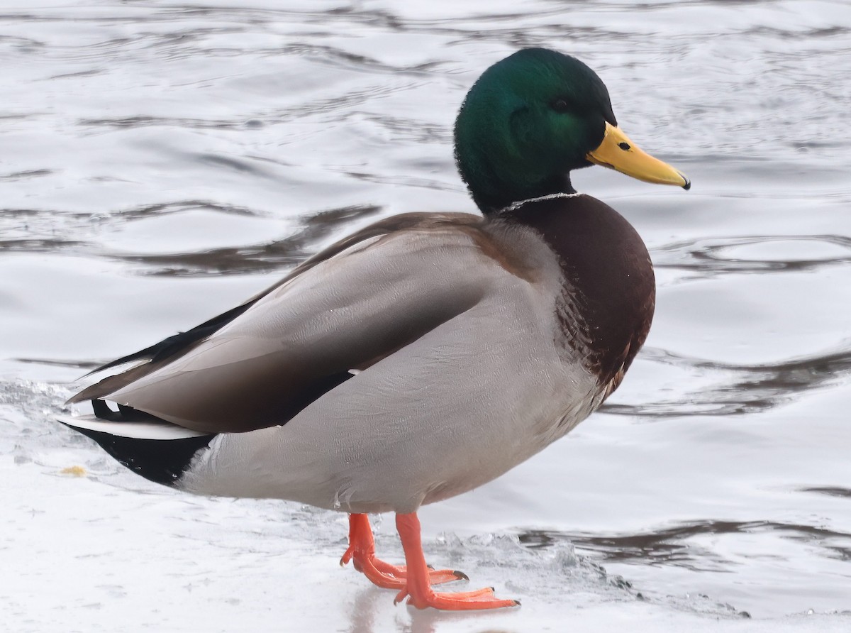 Mallard - Stan Phippen